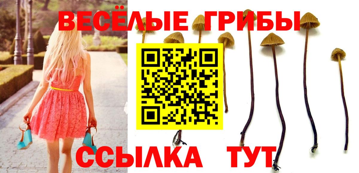 Псилоцибиновые грибы Psilocybine cubensis Вятские Поляны